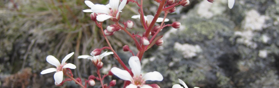 Foto av cotyledon