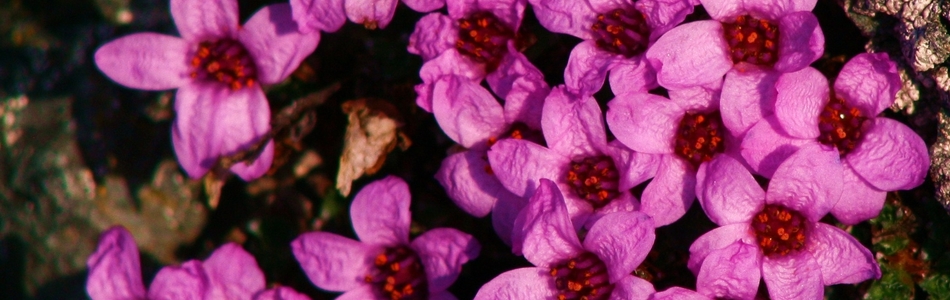 Foto av oppositifolia