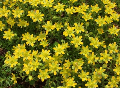 Foto av saxifragaceae