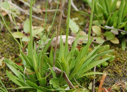 Foto av tofieldiaceae