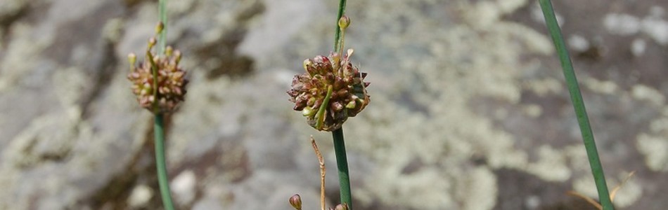 Foto av allium
