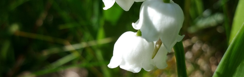 Foto av convallaria