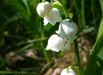 Foto av asparagaceae