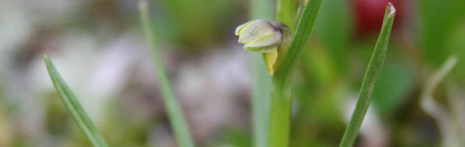 Foto av coeloglossum