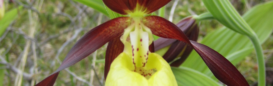 Foto av cypripedium