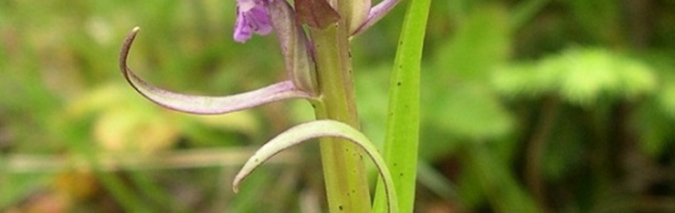 Foto av dactylorhiza