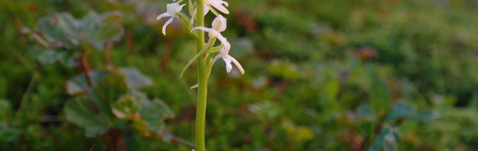 Foto av bifolia