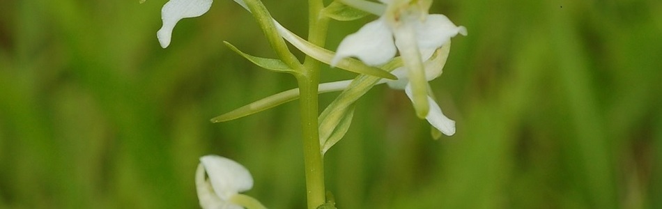 Foto av platanthera