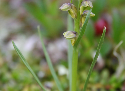 Foto av orchidaceae