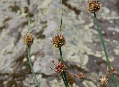 Foto av asparagales