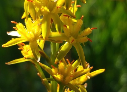 Foto av nartheciaceae