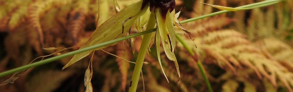 Foto av quadrifolia