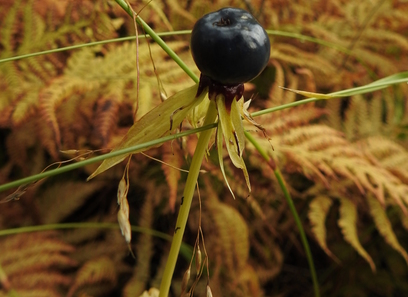 Foto av melanthiaceae