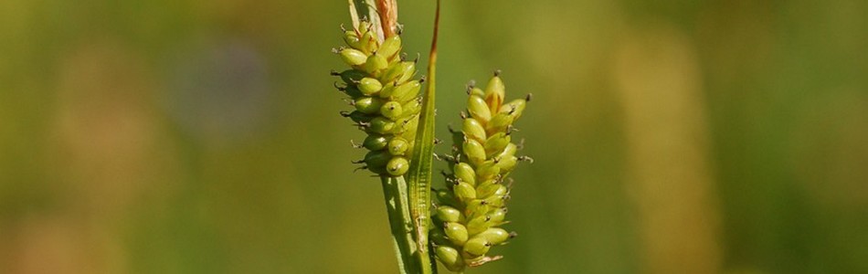 Foto av pallescens