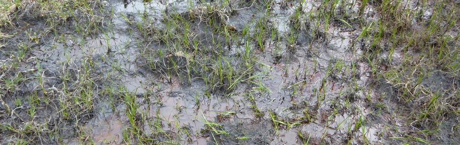 Foto av angustifolium
