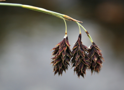 Foto av cyperaceae