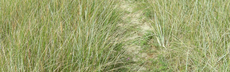 Foto av arenaria