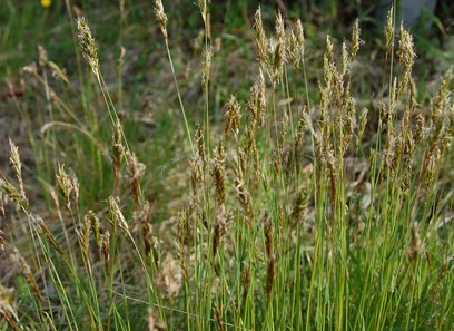 Foto av anthoxanthum