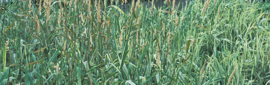 Foto av phalaris