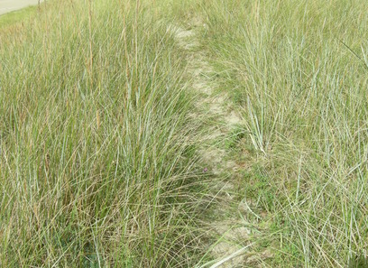 Foto av poaceae