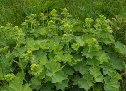 Foto av magnoliophyta
