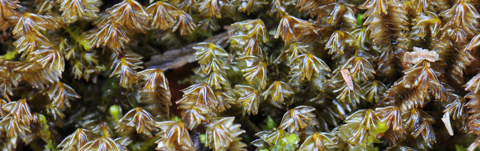 Foto av anastrophyllaceae