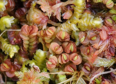 Foto av jungermanniaceae