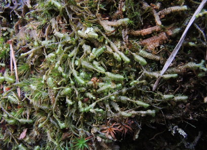 Foto av lepidoziaceae