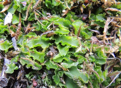 Foto av aneuraceae