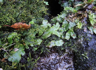 Foto av conocephalaceae