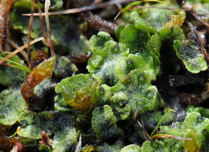 Foto av marchantiaceae