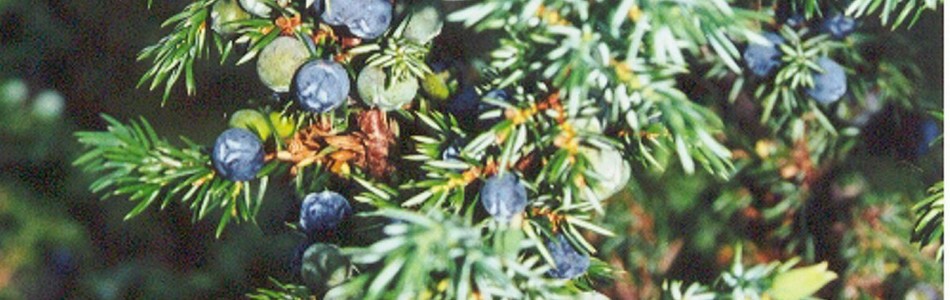 Foto av juniperus