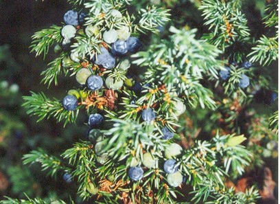 Foto av cupressaceae