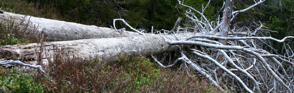 Foto av abies