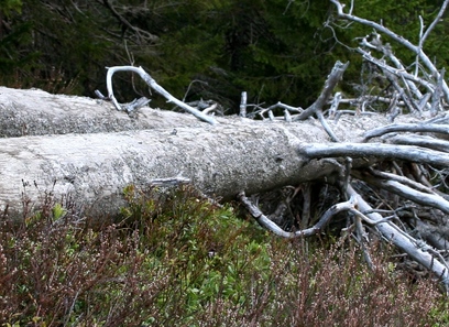 Foto av pinaceae