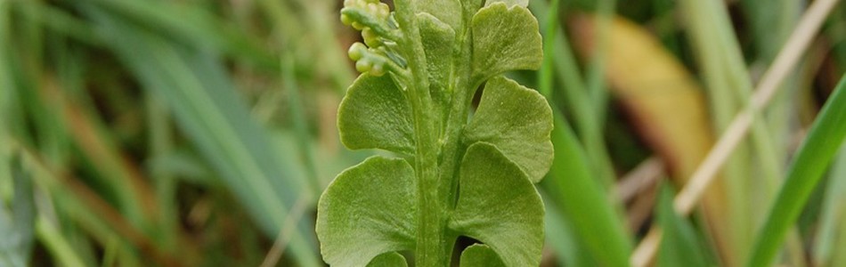 Foto av botrychium