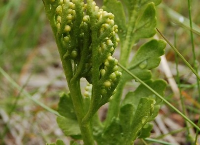 Foto av ophioglossaceae