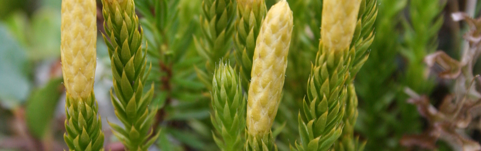 Foto av lycopodium