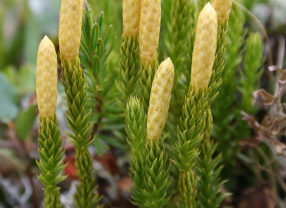 Foto av lycopodiaceae