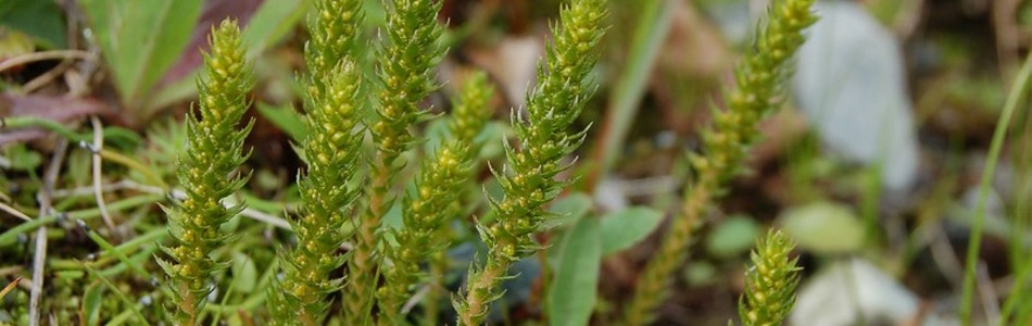 Foto av selaginoides