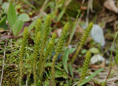 Foto av selaginellaceae