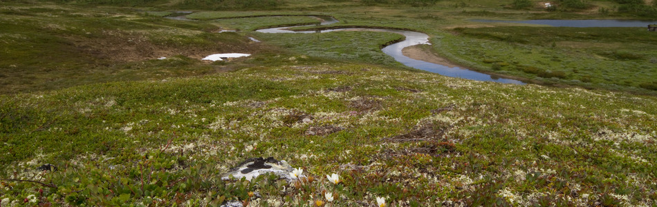 Foto av relativt åpent dallandskap med hei over skoggrensen