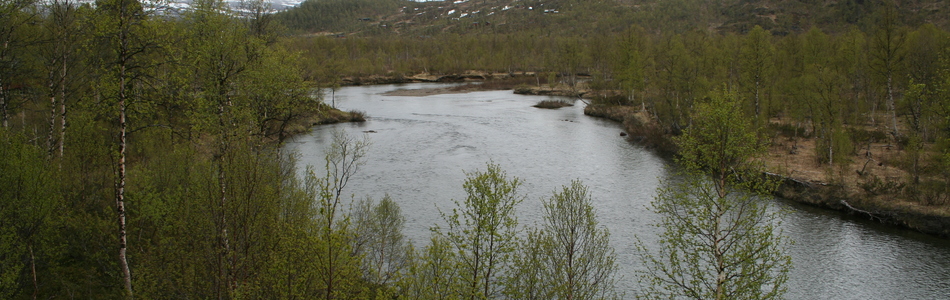 Foto av åpent dallandskap under skoggrensen