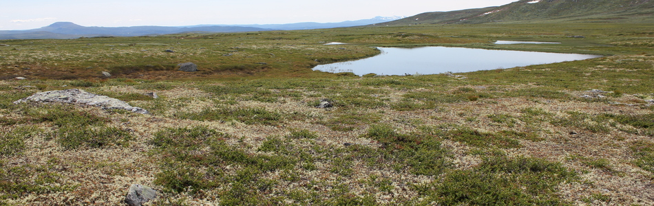Foto av innlandsslettelandskap med hei over skoggrensen med høyt våtmarkspreg