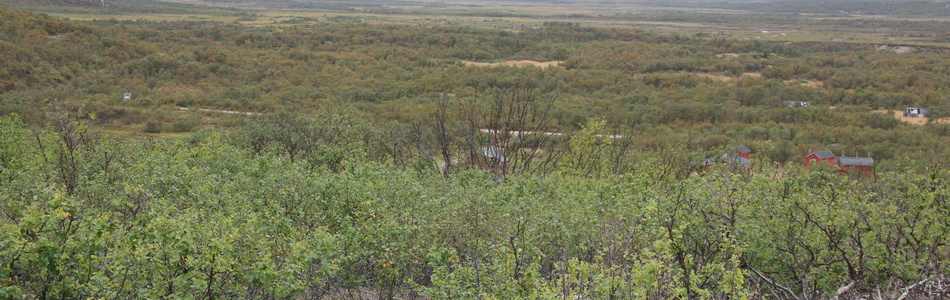 Foto av kystnært innlandsslettelandskap under skoggrensen med høyt våtmarkspreg