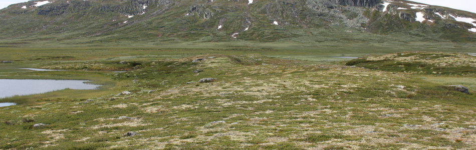 Foto av middels kupert ås- og fjellandskap med hei over skoggrensen