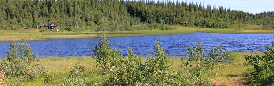 Foto av middels kupert ås- og fjellandskap under skoggrensen