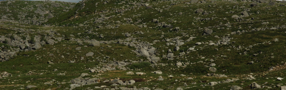 Foto av slakt til småkupert ås- og fjellandskap med hei under skoggrensen