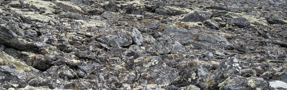Foto av kalkrik blokkmark