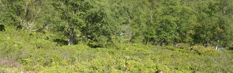 Foto av intermediær boreal lynghei